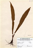 藏品(臺灣劍蕨)的圖片